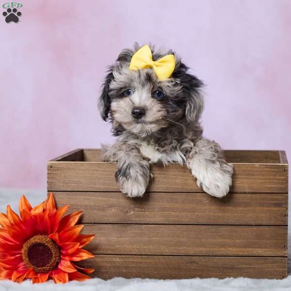 Amber, Mini Aussiedoodle Puppy